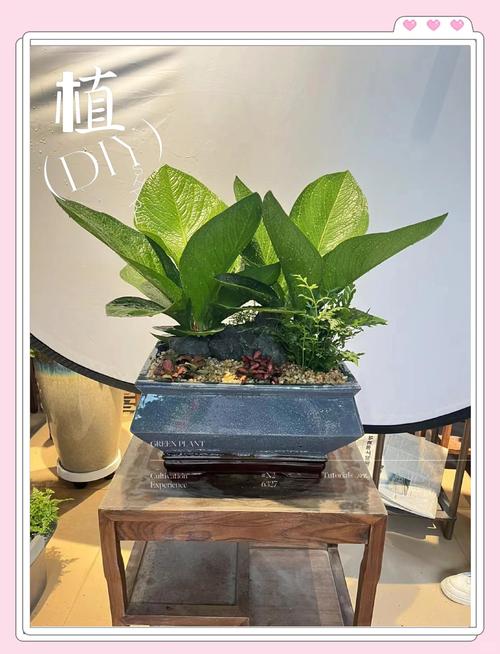 花盆形状对家居风水有何具体影响？