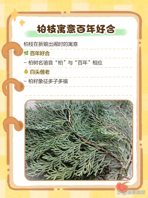 松树命的含义是什么？松柏树的功效和作用有哪些？