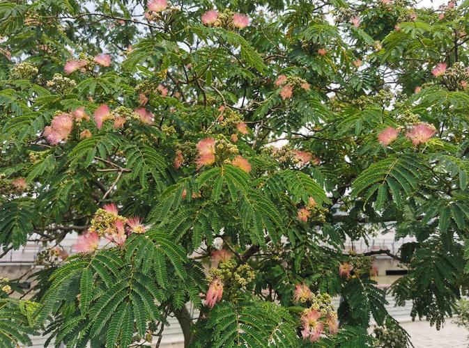 合欢树在风水学中是否容易招引不干净的东西呢？