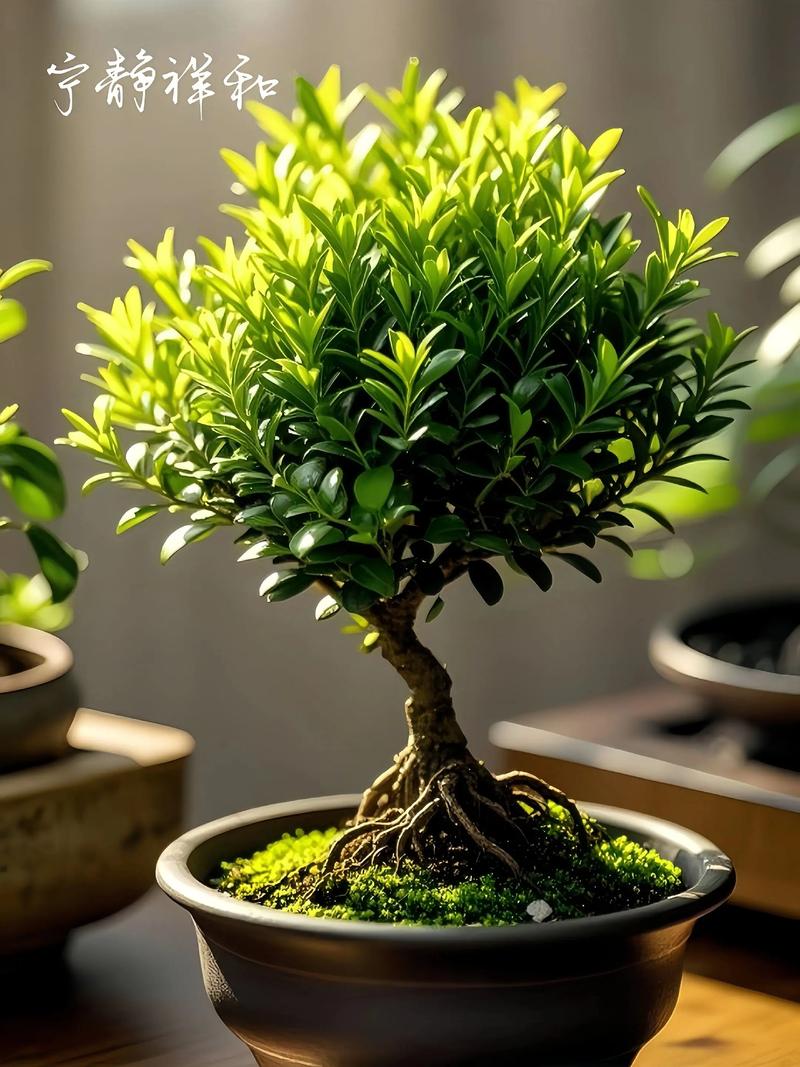 室内摆放赤楠树风水如何，适合养吗？