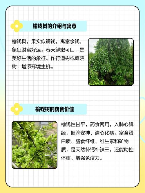 榆树折断在风水上有哪些讲究和禁忌？