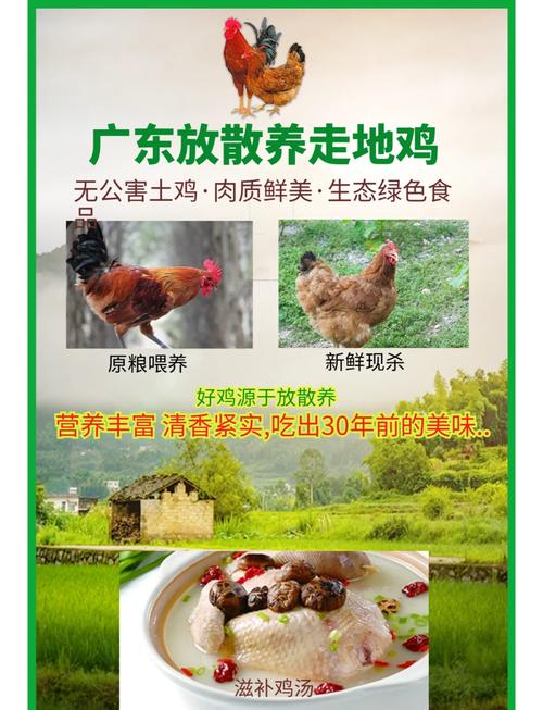 清远鸡寿命短意味着什么？土鸡与清远鸡哪种更美味？