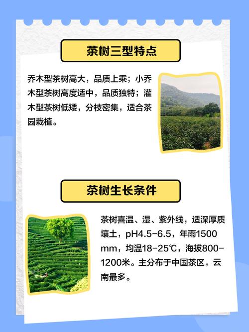 屋后种植茶树对风水有何影响？