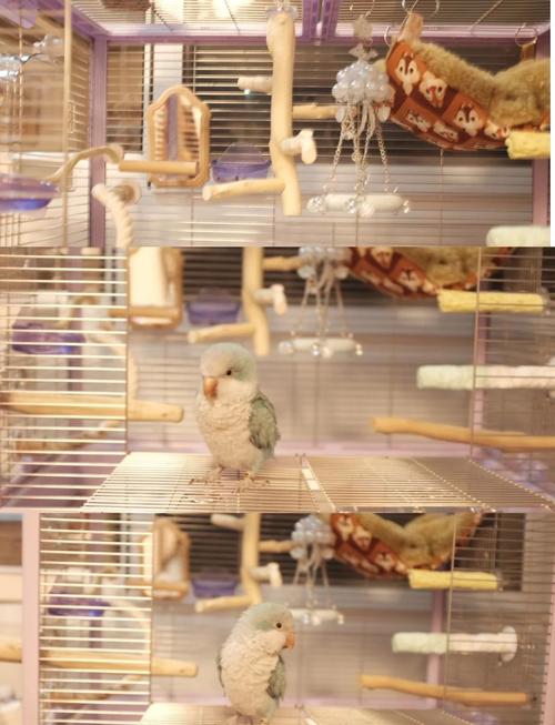 家里摆放鸟笼是否吉利？从风水角度来说合适吗？