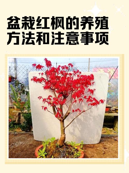 家庭种植枫树对风水有好处吗？