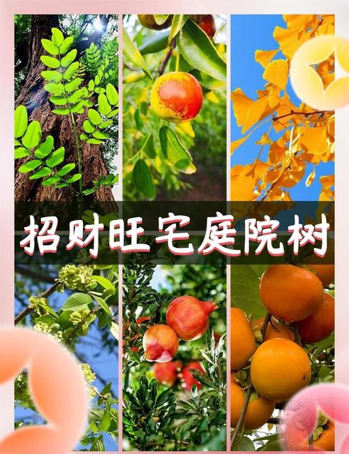 喜树种植风水适宜吗？