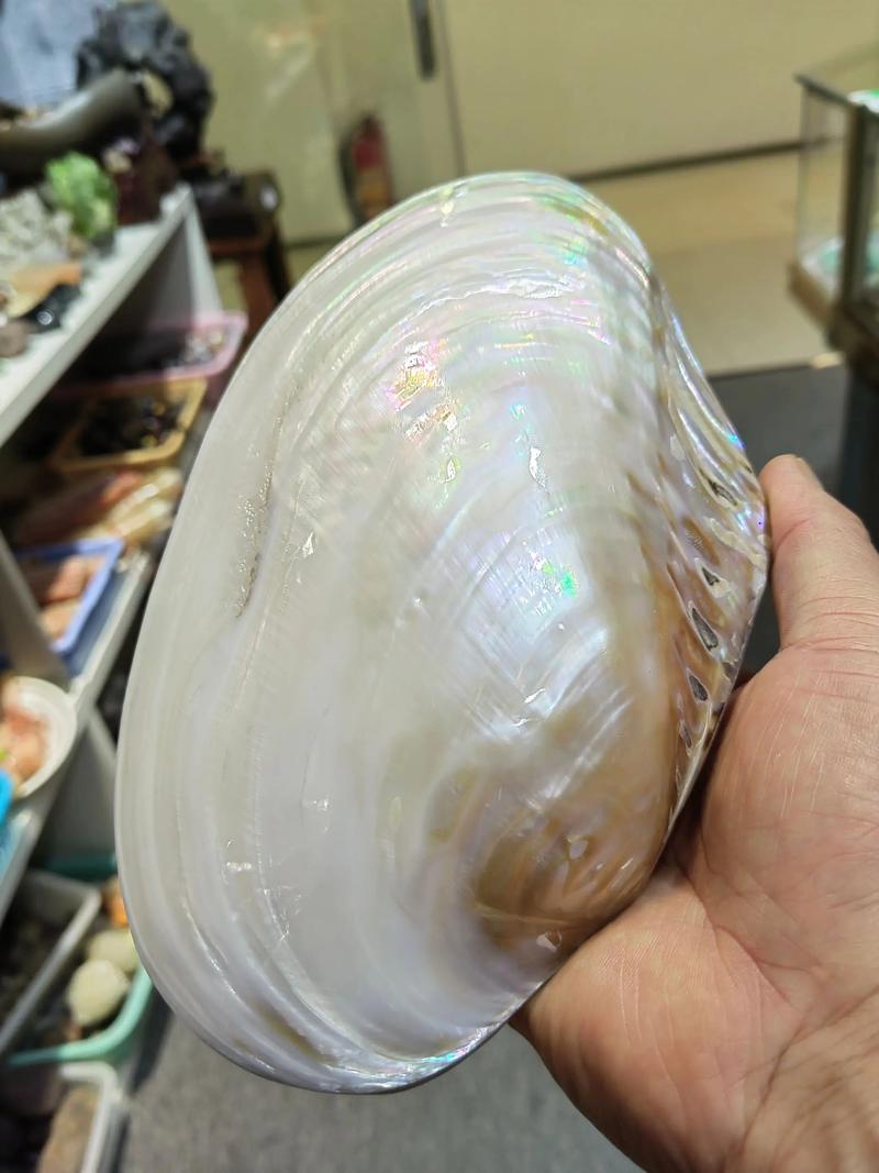 贝壳摆放在家中会对家居风水产生怎样的影响呢？