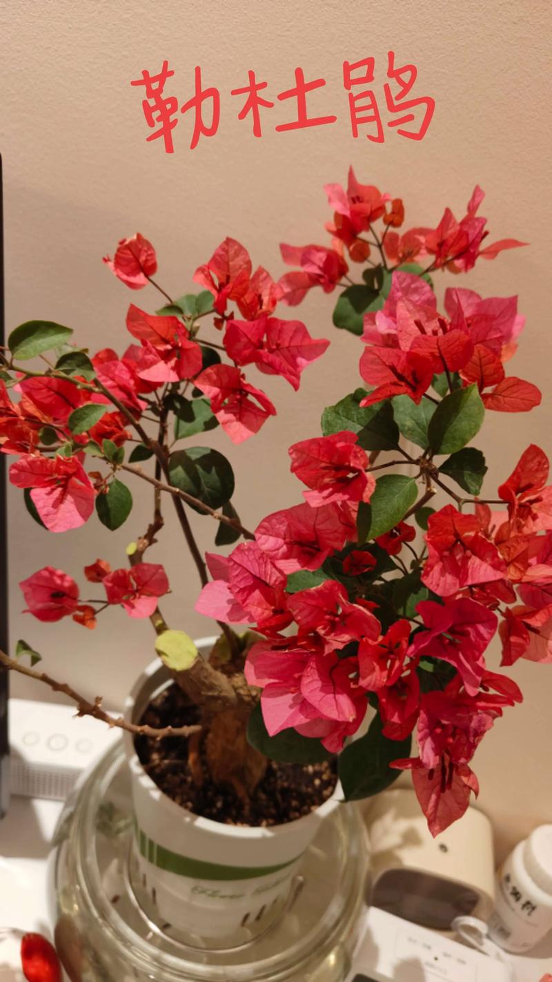 家里摆放杜鹃花是否符合风水讲究呢？