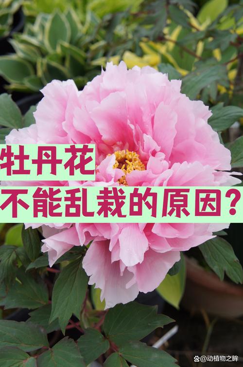 楼顶种植牡丹花对风水有影响吗？