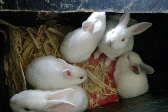 家里养兔子会对家中的风水产生怎样的影响呢？