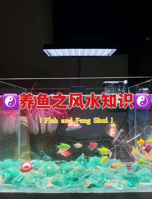 放鱼在桌上究竟是否符合风水讲究，有何讲究？