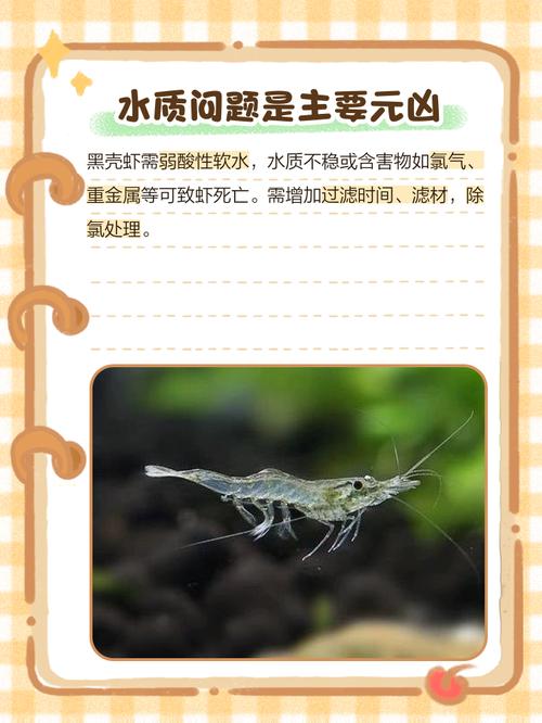 客厅养虾会对家居风水产生不良影响吗？