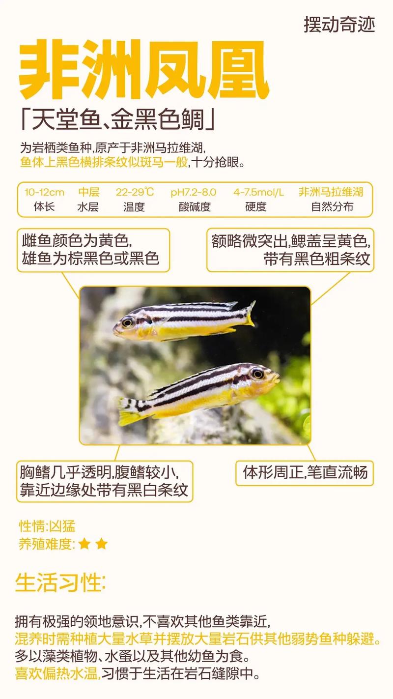 非洲凤凰鱼究竟是否被归类为风水鱼的一种呢？