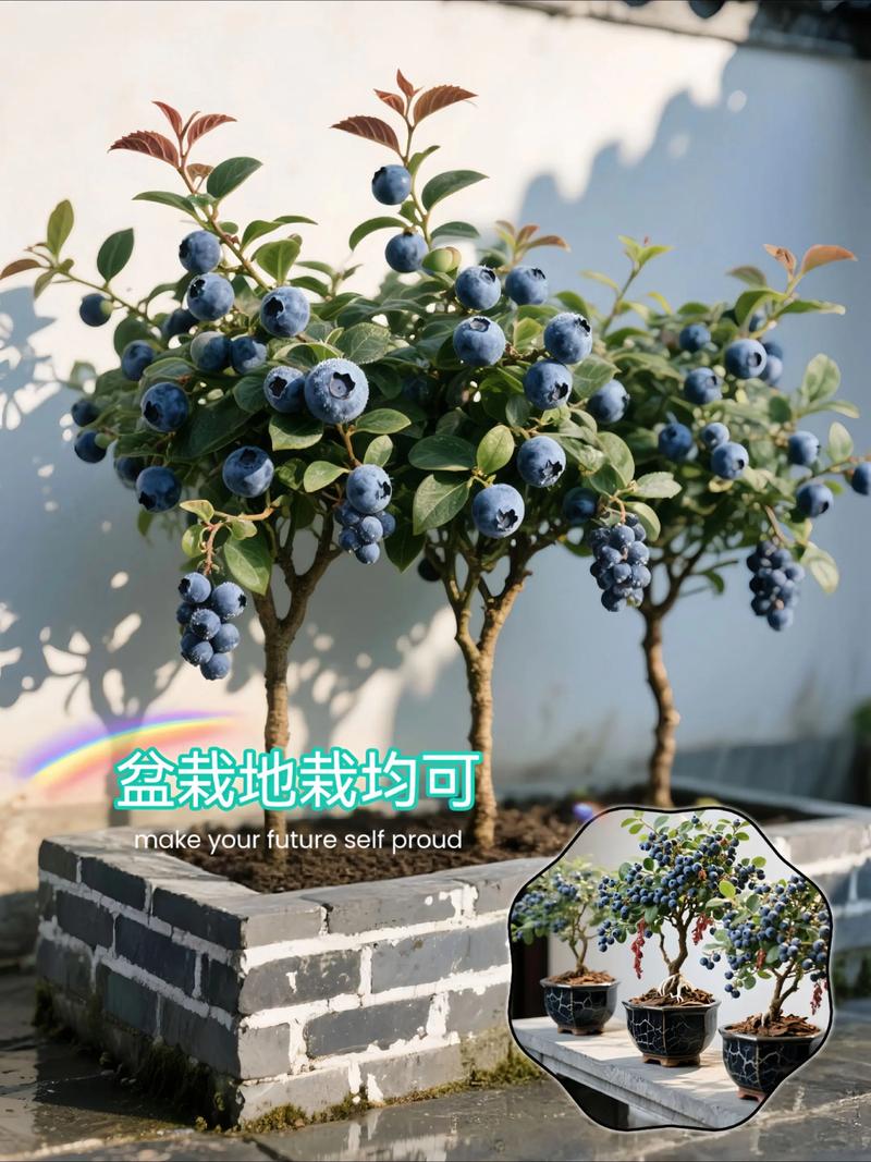 庭院适合种植蓝莓吗？这样的风水布局是否吉利？