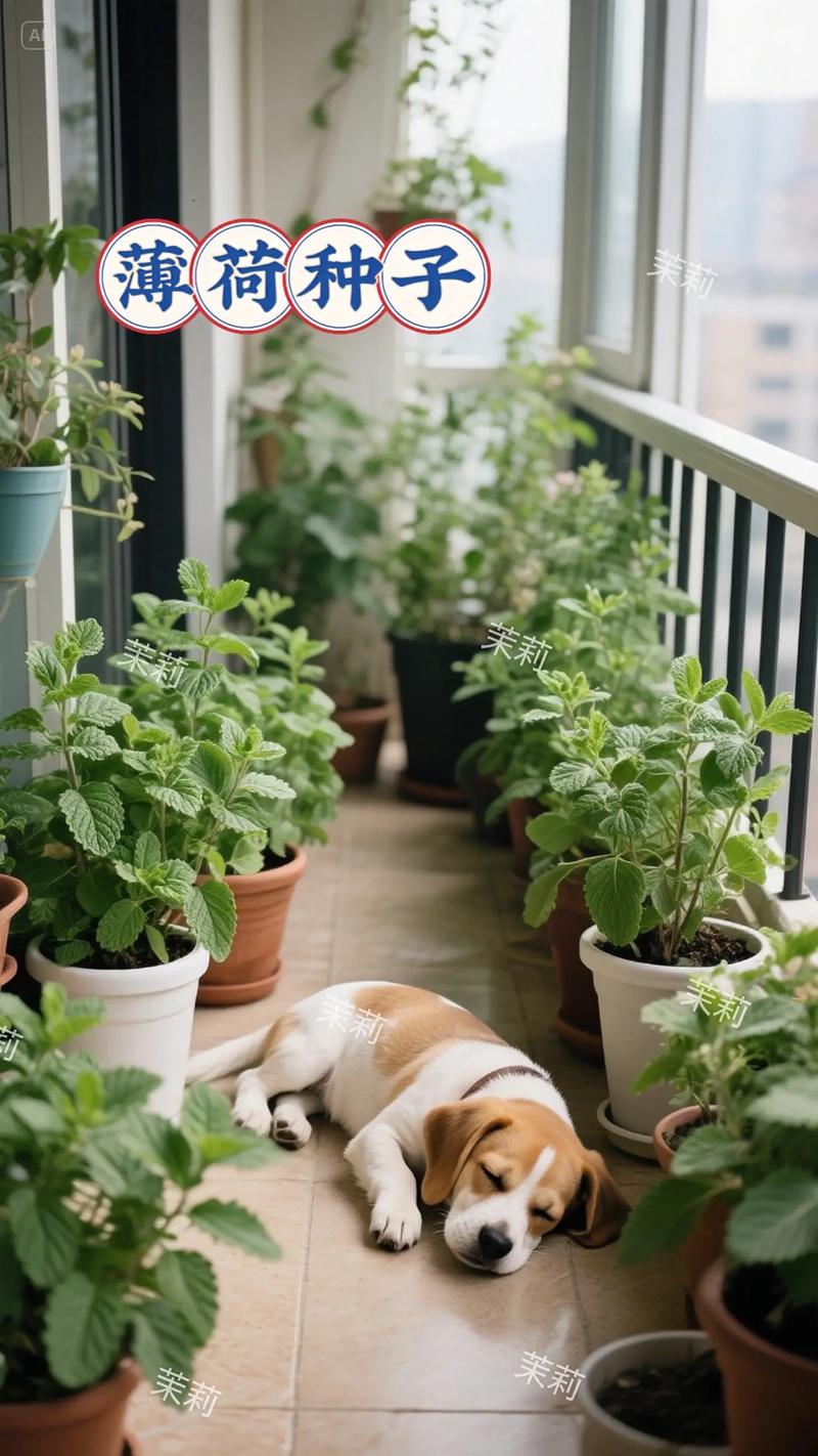 薄荷摆放在家中是否会破坏家居风水？