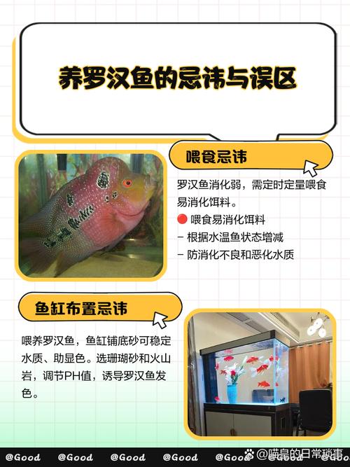 风水鱼能否与罗汉鱼共养，有何讲究？