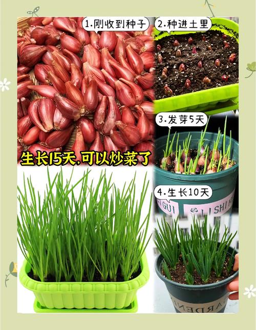 大葱的寓意与风水之间是否存在某种联系？