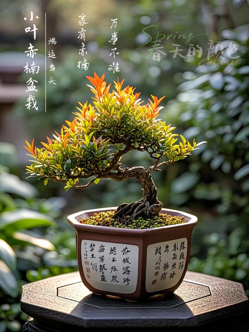 室内摆放赤楠树风水如何，适合养吗？