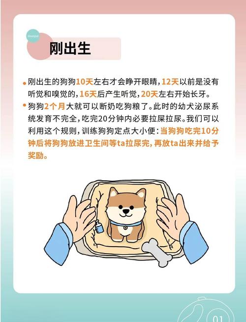 1994年出生的狗男和1970年出生的狗分别是什么命？