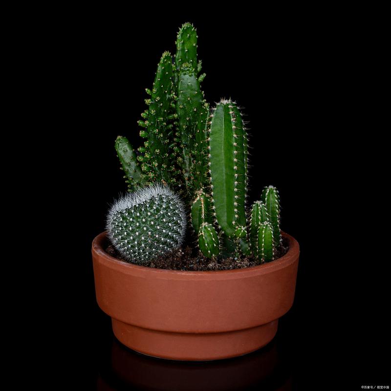 家里摆放仙人掌会对家居风水产生怎样的影响？