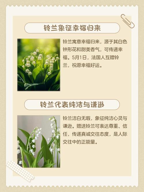 家养铃兰对家居风水有怎样的影响或作用？