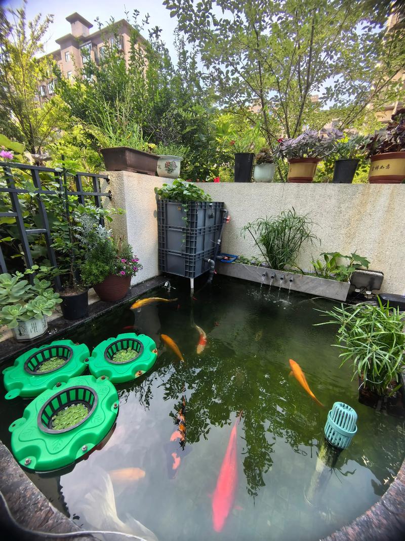 鱼池风水真的能对鱼的生长和状态产生显著影响吗？