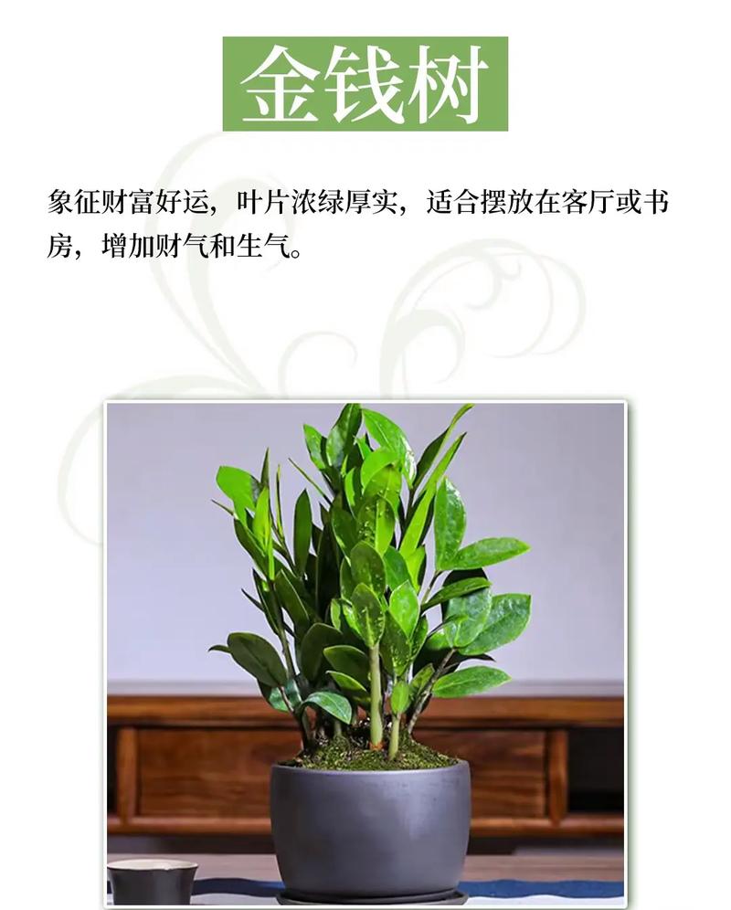 家里摆放过多的花盆会对风水产生哪些不利影响呢？