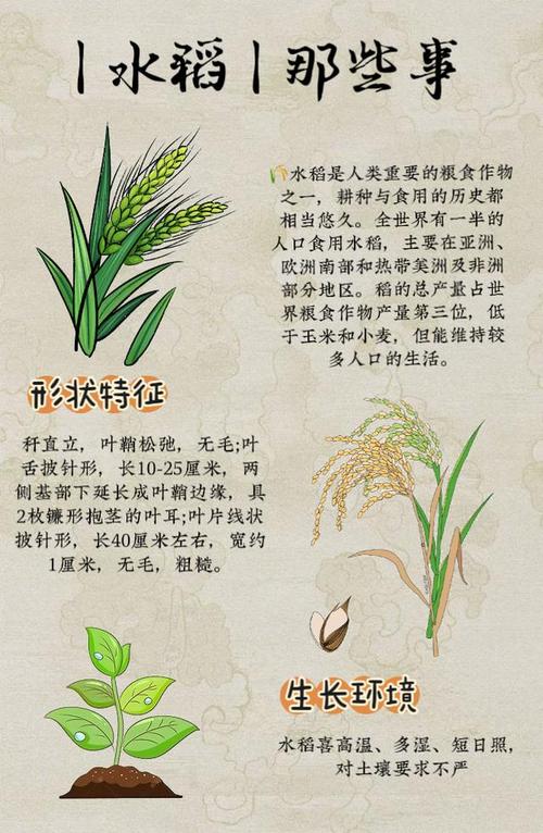 家里种植稻谷，这风水对农作物生长有影响吗？