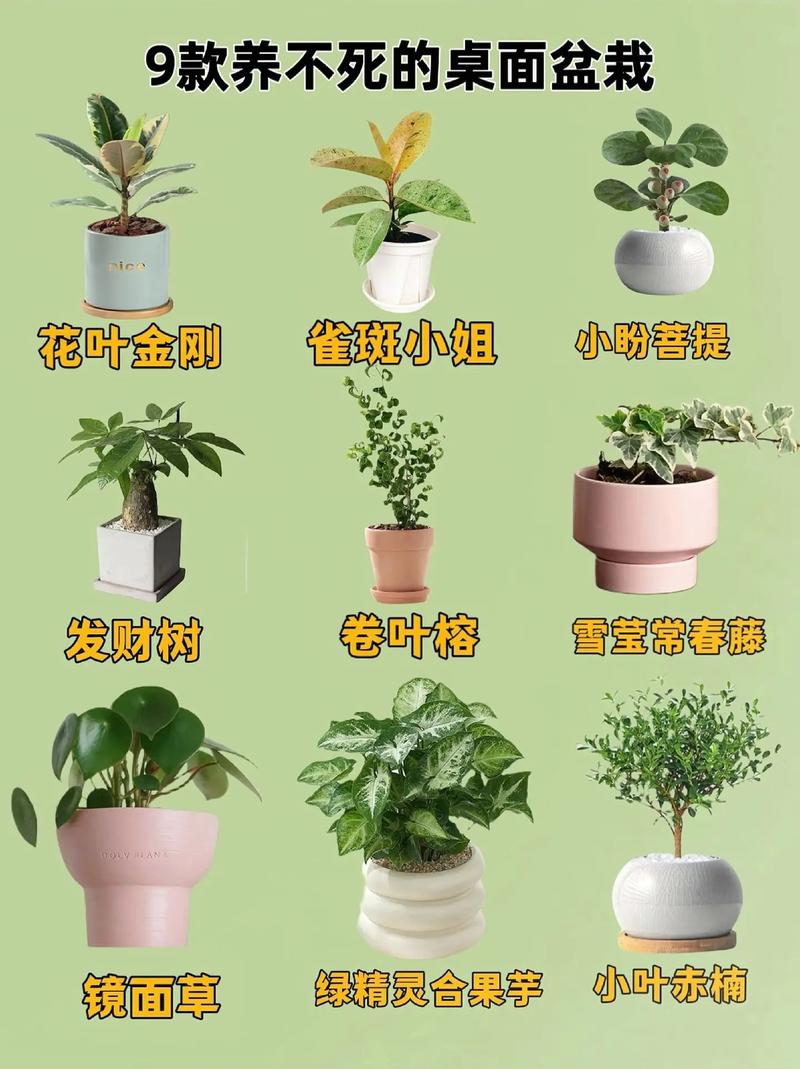 土命女性适合养护哪些植物？土命人不宜种植哪些植物？