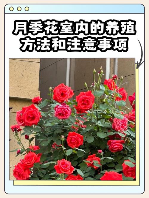 月季种植过多是否会对家居风水产生不良影响？