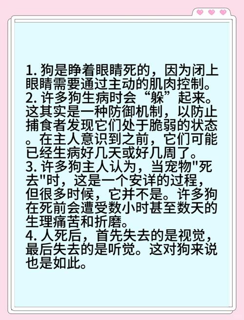 风水学中，小狗不幸离世后，是否还能购买相关物品或进行相关活动呢？