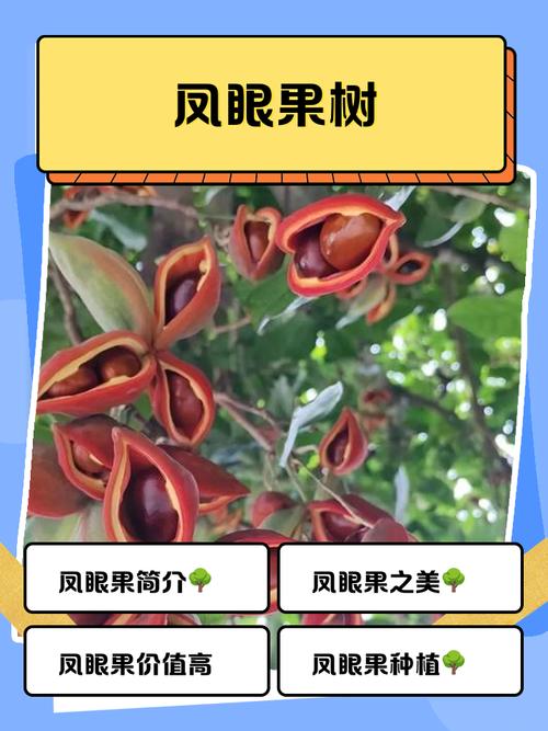 凤眼果树作为风水树，这种说法有依据吗？