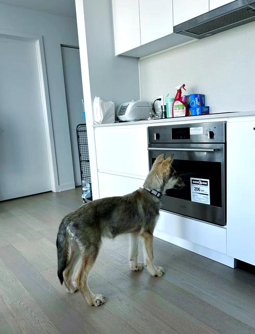 家里摆放狼是否会影响风水，适宜吗？