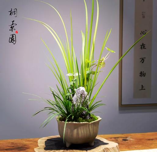 家里养菖蒲这种风水植物可行吗？有什么注意事项？