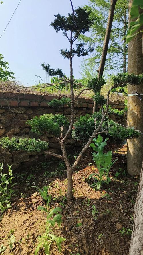 院子里种杉树风水怎么样？适合种植吗？
