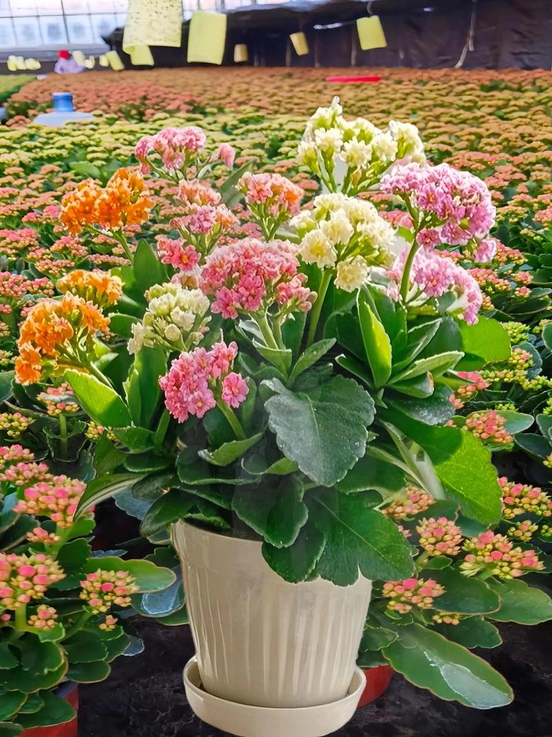 金命火命的人适合养什么花？火命人家里养什么花最适宜？