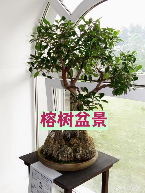 榕树盆景摆放不当会影响家居风水吗？