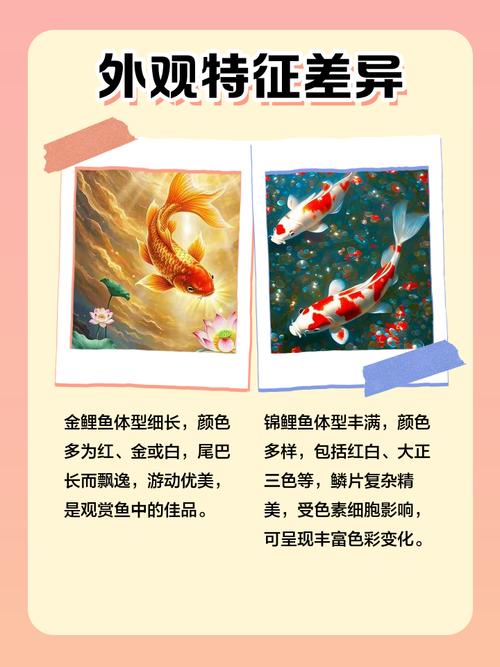 养金鱼与风水之间是否存在某种神秘的联系呢？