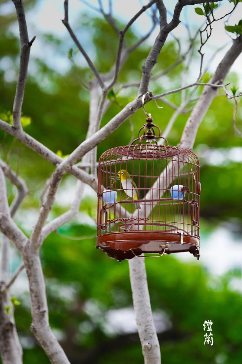 玄关摆放鸟笼风水上适宜吗？养鸟对玄关风水有影响吗？
