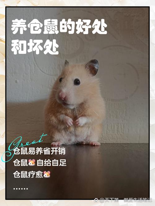 养仓鼠的风水效应究竟有多大，对家居环境有显著影响吗？