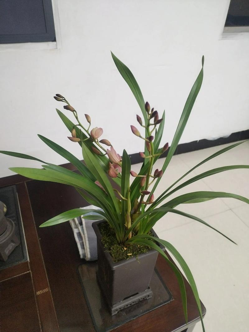 家里适合养兰花吗？这样的风水布局是否吉利？