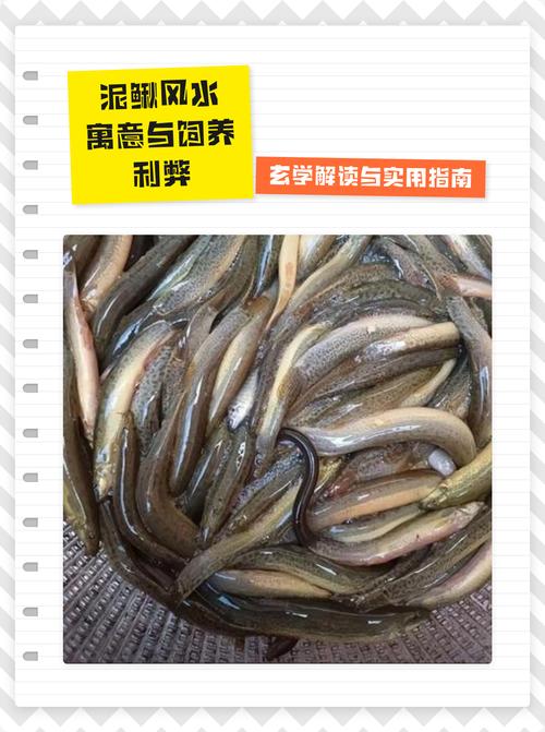 在风水布局中，养泥鳅是否适宜？