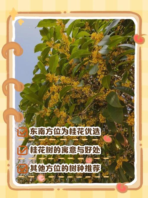 桂花适合种植在这里吗？这地方的风水对桂花好吗？