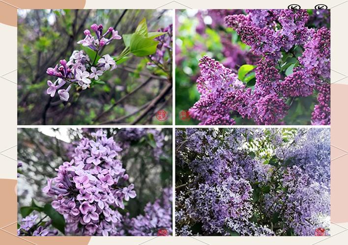 紫丁香在风水学中扮演着怎样的角色？