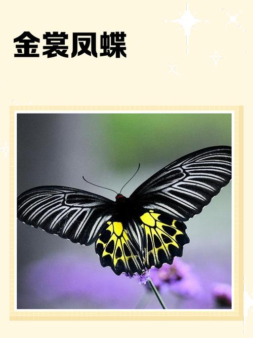 命理中的蝴蝶命，金蝴蝶究竟有何寓意和象征？
