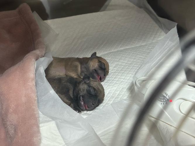 家里狗狗做结扎手术可以吗，有什么讲究和注意事项？