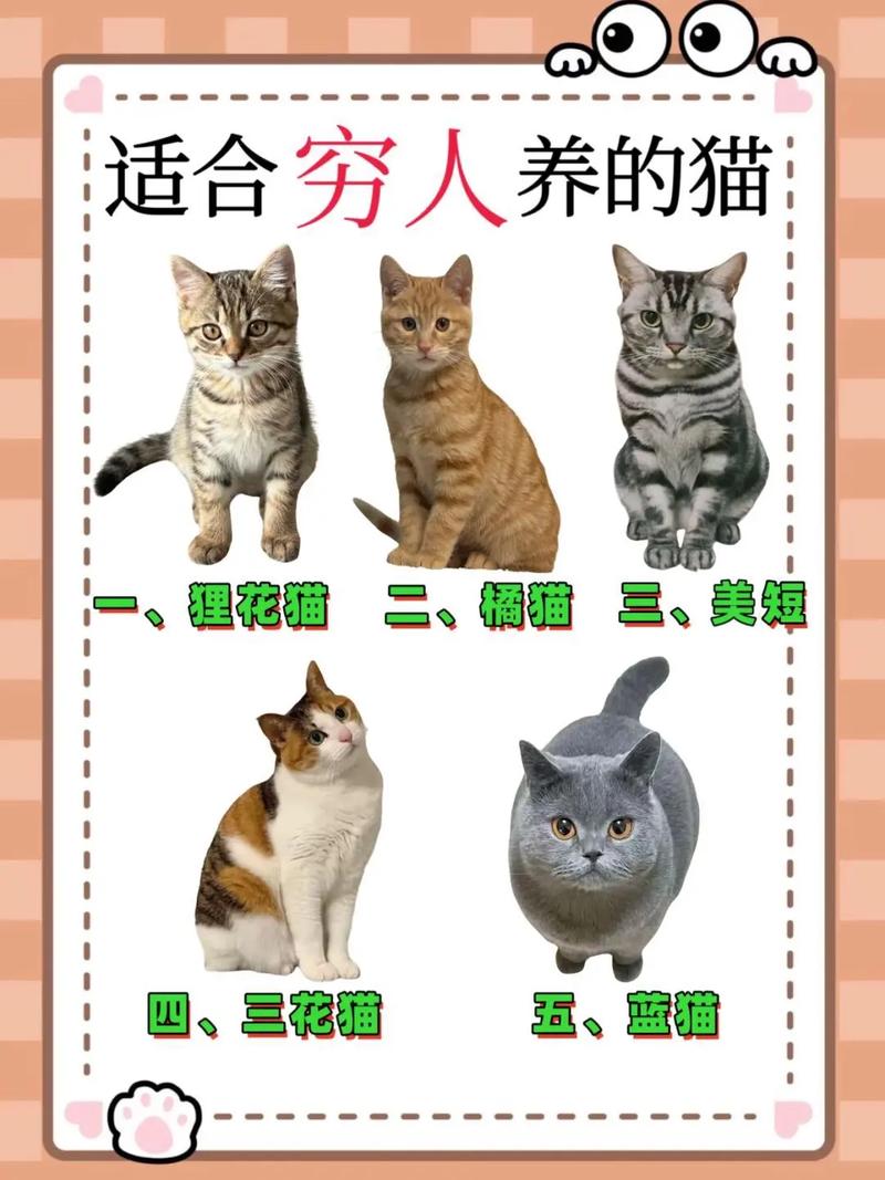 穷人养猫真的能旺家吗？这其中的原因是什么？