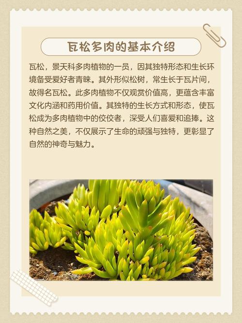 多肉植物在风水上有哪些具体的作用和影响？