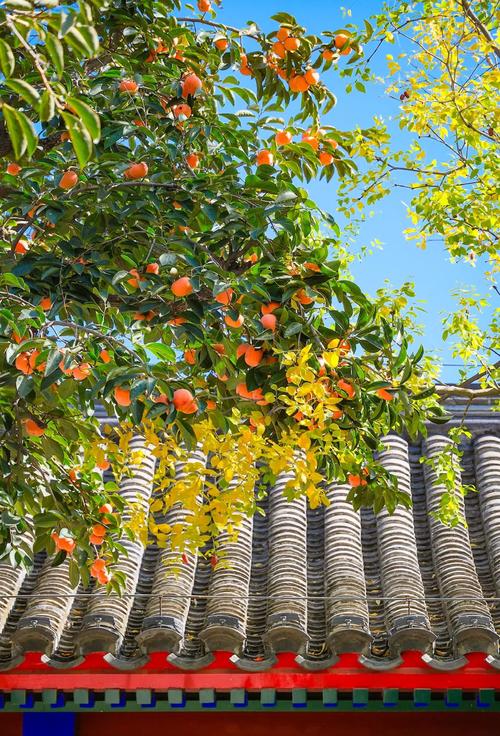 在风水院种植柿子树，这样的布局是否寓意吉祥？