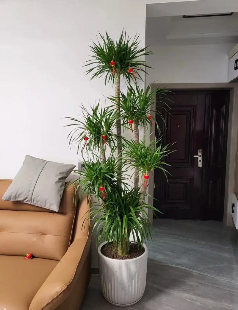 客厅摆放风水龙脉有何讲究和注意事项？